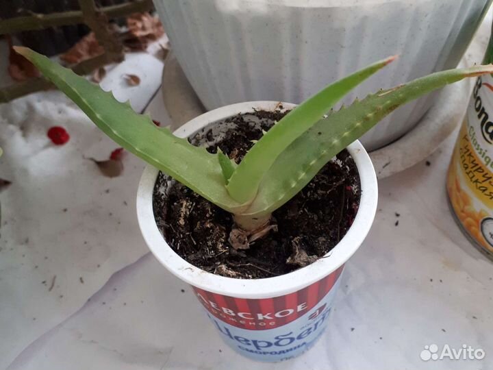 Цветы комнатные растения