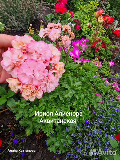 Пеларгония сортовая срезы