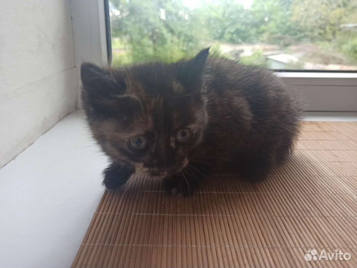 Кошки в добрые руки