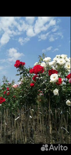 Роза на штамбе