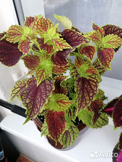 Колеусы вегетативные