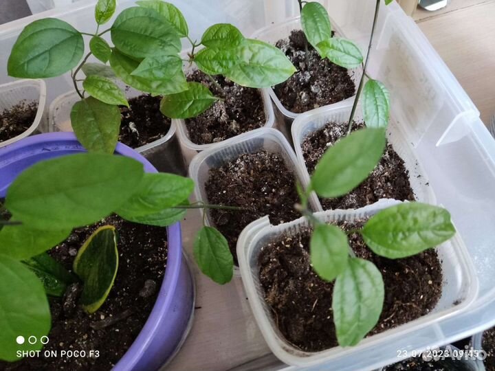 Клерадрендрум Томпсона