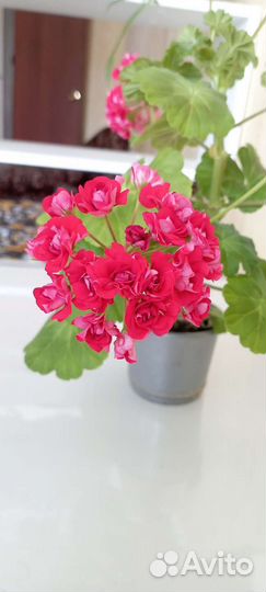 Пеларгония герань