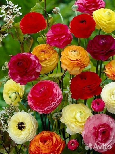Ранункулюс (лютик), тигридия, фрезия, анемона
