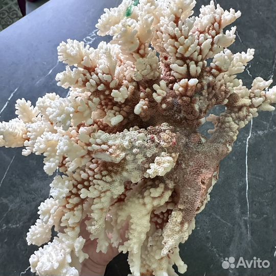 Морские кораллы и декор для аквариума