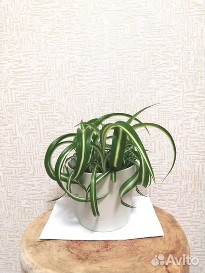 Хлорофитум кудрявый, Бонни