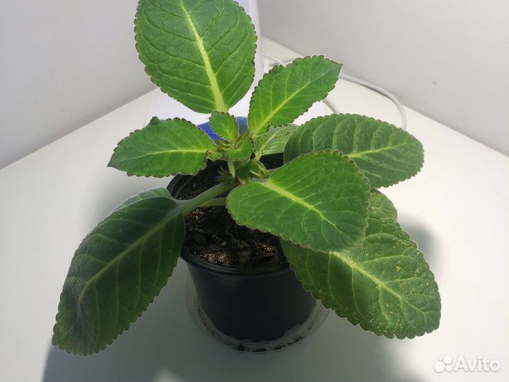 Глоксиния махровая