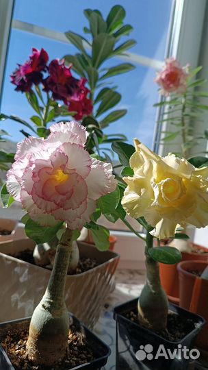 Адениум прививка