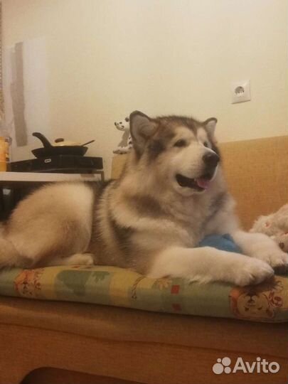 Собачья шерсть пух