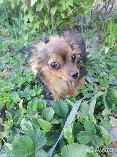 Передержка кошек передержка собак в частном доме