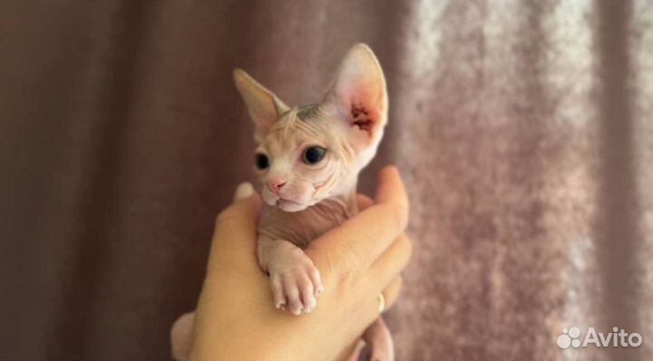 Донской сфинкс котята