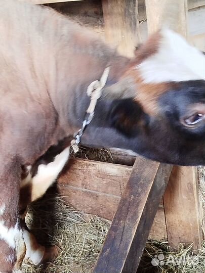 Продаётся бык