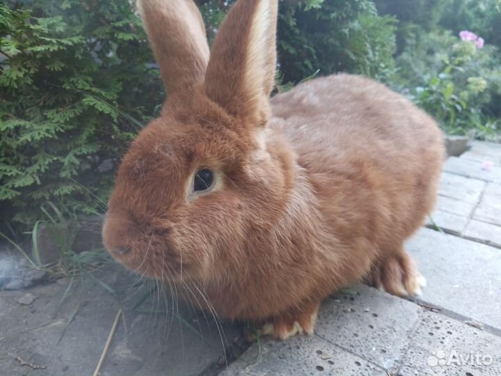 Самец Полтавское серебро 5 мес