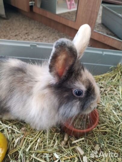Декоративные кролики