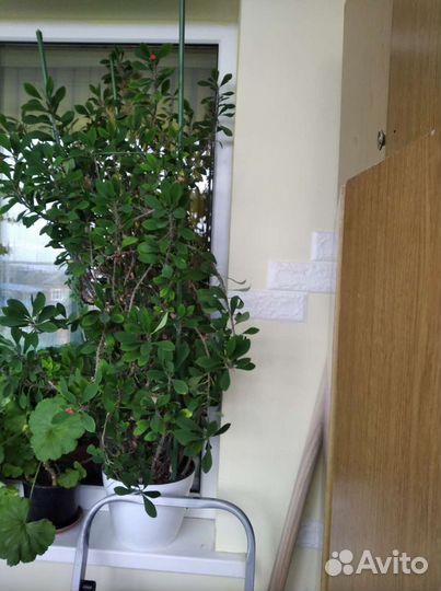 Молочай миля