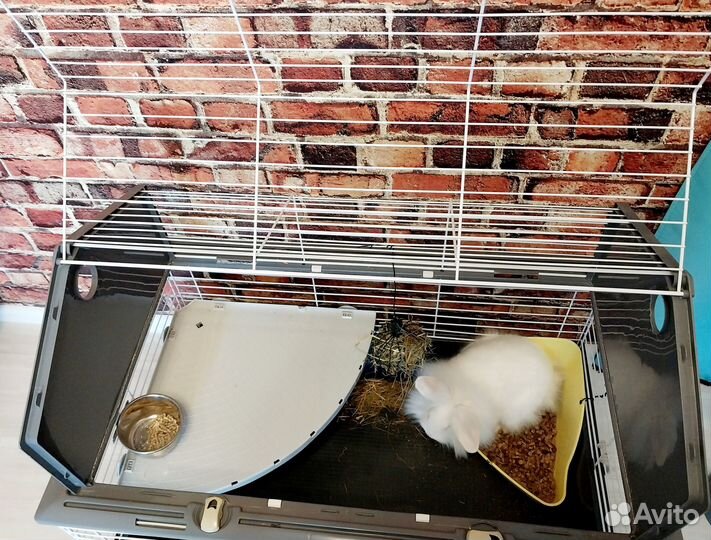 Декоративный карликовый кролик шикарная девочка