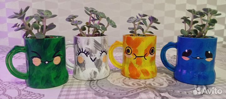 Суккуленты Эхеверии в мини кашпо