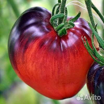 Семена коллекционных томатов
