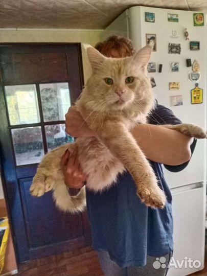 Котята мейн кунята