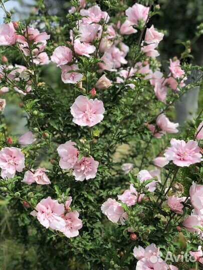 Гибискусы махровые садовые