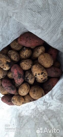 Продам картофель