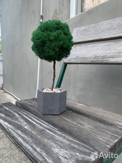 Кашпо со мхом