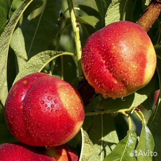 Нектарин стар мэй