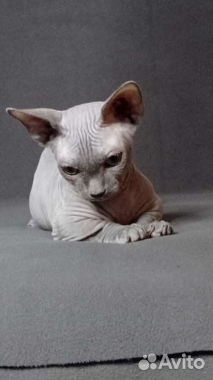 Бамбино. Канадский сфинкс