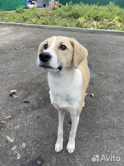 Метис гончей