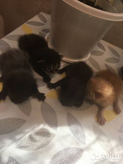 Котята в добрые руки