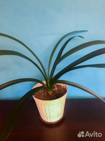 Кливия киноварная (миниата или оранжевая)