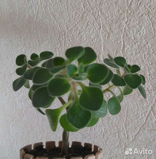 Аихризон дерево любви