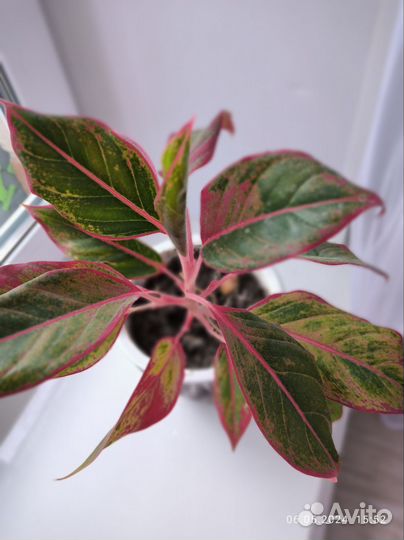 Аглаонема Сиам Аврора