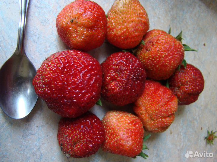 Саженцы клубники