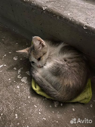 Котенок девочка