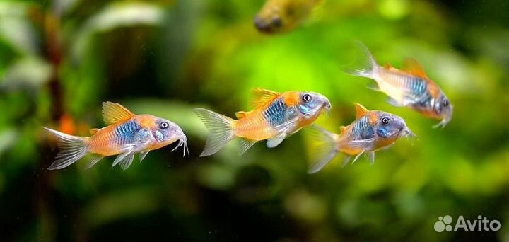 Севилии, Коридорасы, брохисы, золотые рыбки