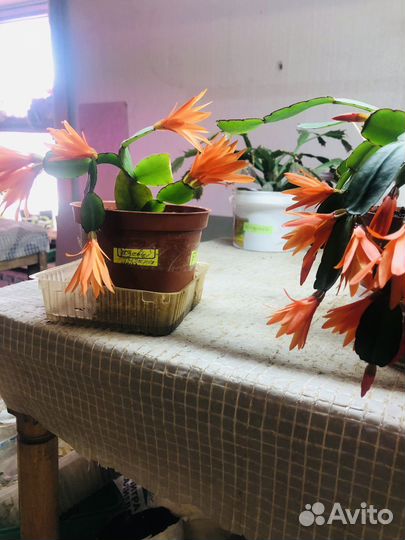 Комнатные цветы декабрист-рипсалидопсис