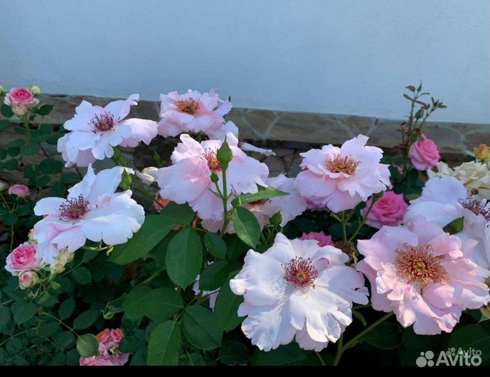 Саженцы роз шрабы / большие кустовые/полуплетистые