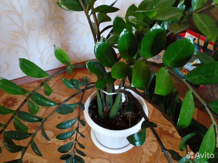 Фикусы.Зомиокулькасы и драцены