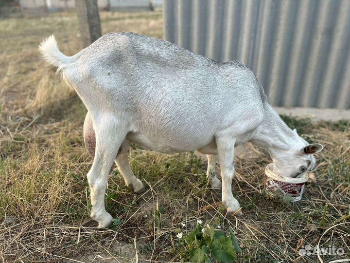 Козы дойные