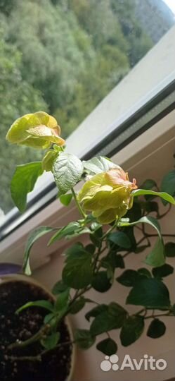 Белопероне вариегатный