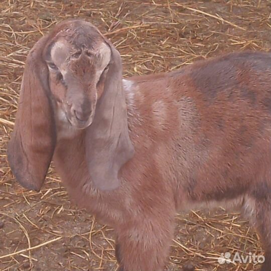 Продам камори