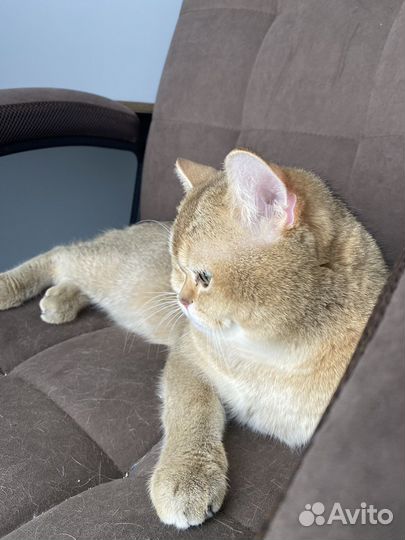 Шотландский кот вязка