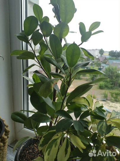 Фикусы разных сортов