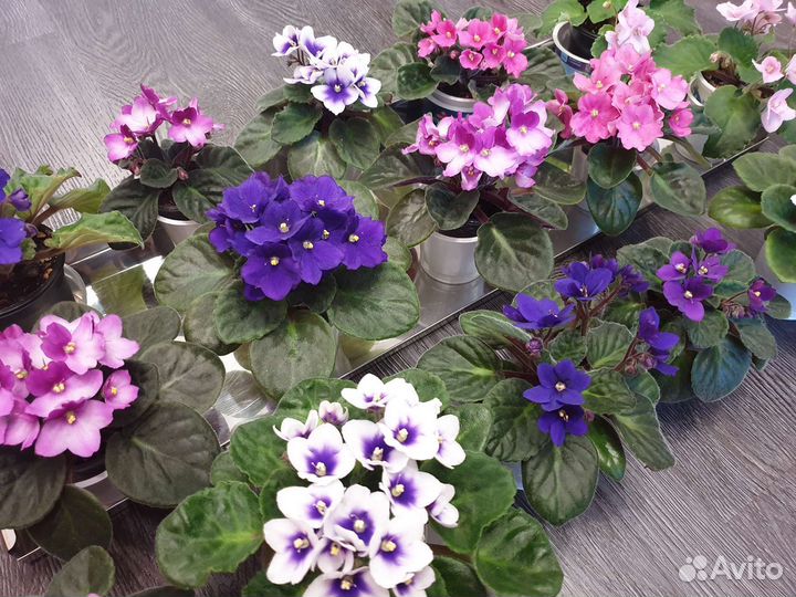 Фиалки много разных, розовые, фиолетовые, белые
