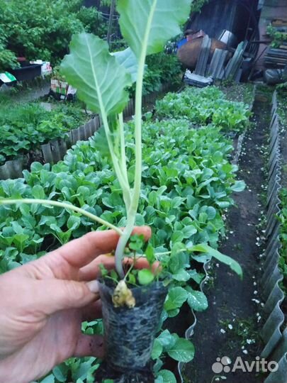 Капуста Июньская,Землячка,Слава,Московская поздняя