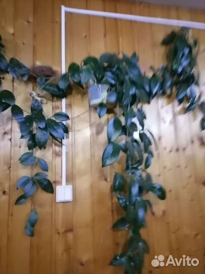 Комнатные цветы разные