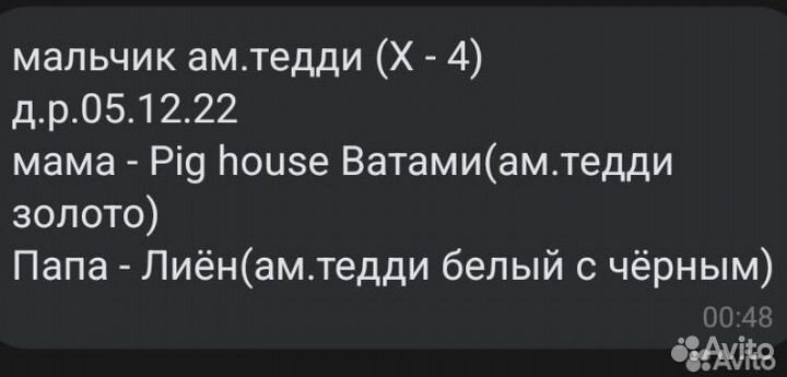 Морская свинка самец вязка