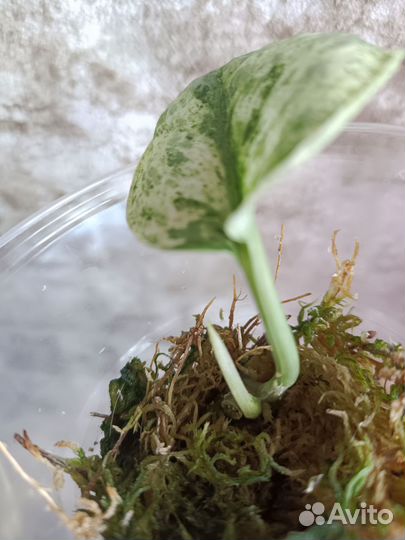 Сциндапсус Peasun