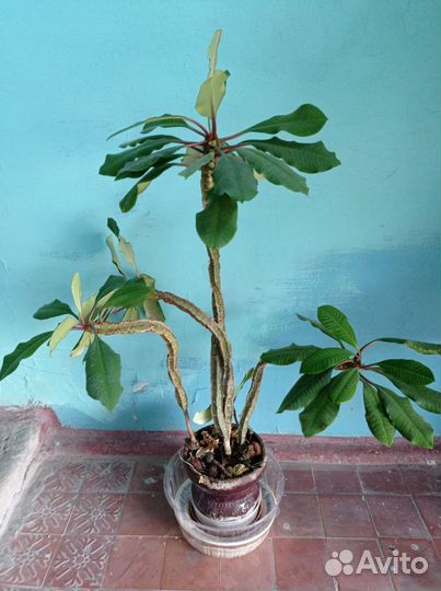 Комнатные растения цветы